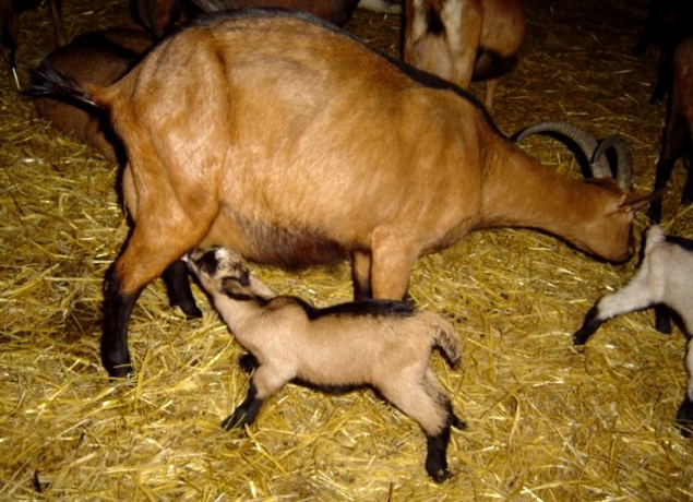  Une Chèvre et son petit