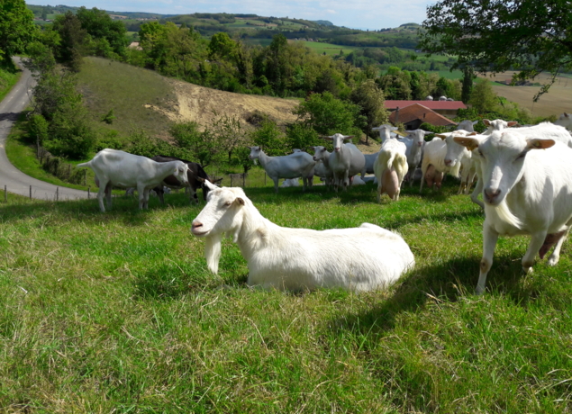 Nos chèvres au pré