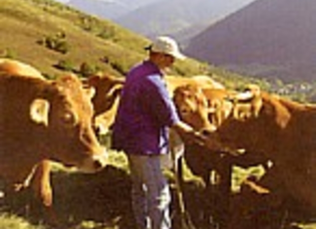 Jean Michel et ses vaches