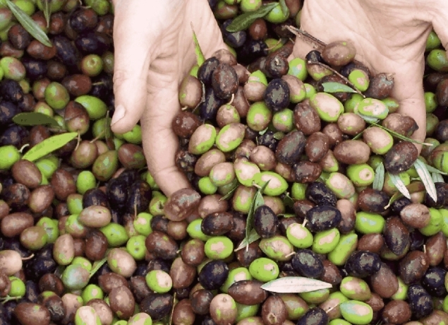 Les olives du Mas Boutet