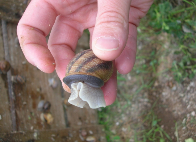 L'escargot vigeoyeux: Commagnac