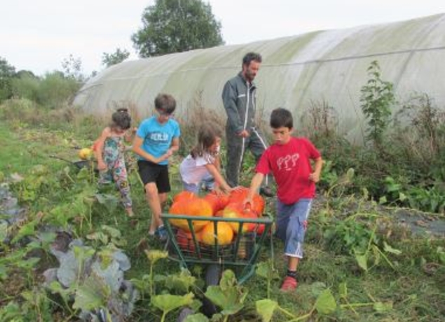 récolte de courges