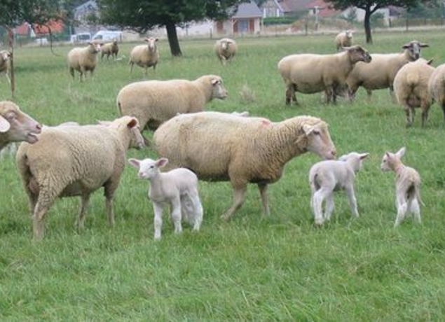 moutons_6.jpg
