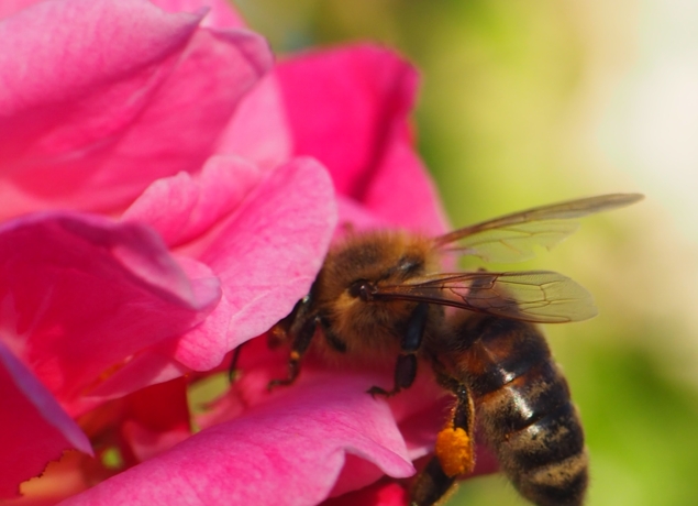 Abeille et pollen