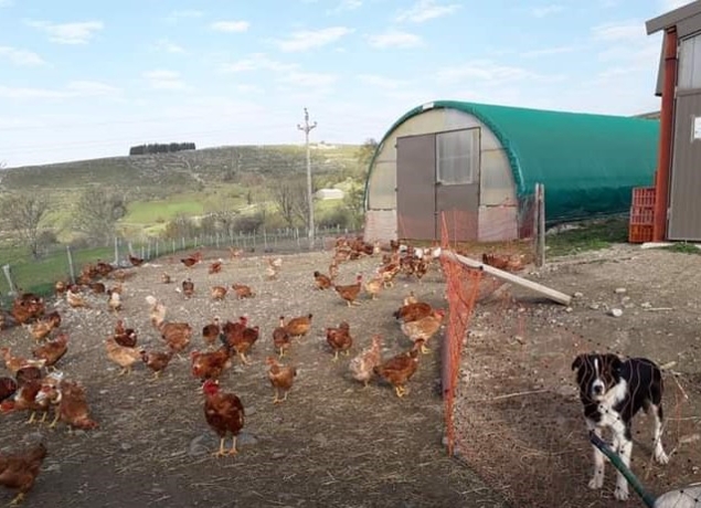 poulets fermiers.jpg